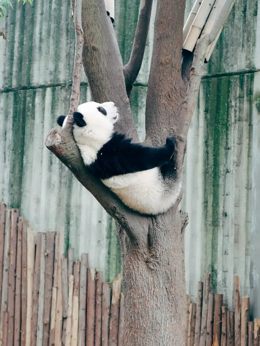 Group Tour in Chengdu