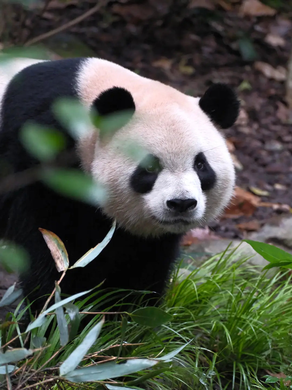 Group Tour in Chengdu