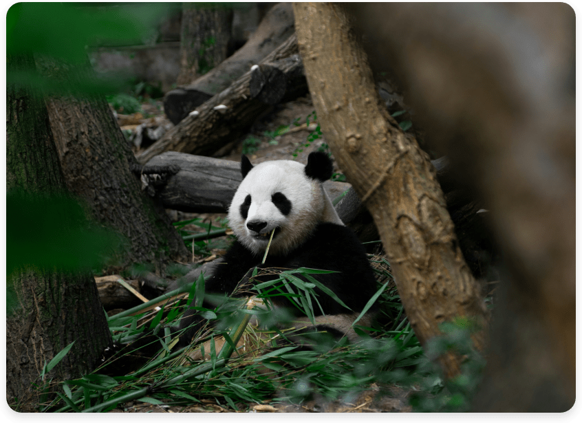Group Tour in Chengdu