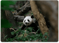 Group Tour in Chengdu