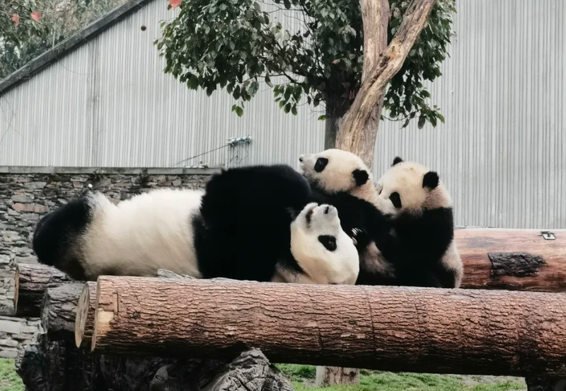 5-Day Chengdu Panda & Culture Tour